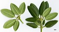 SpeciesSub: subsp. anhweiense